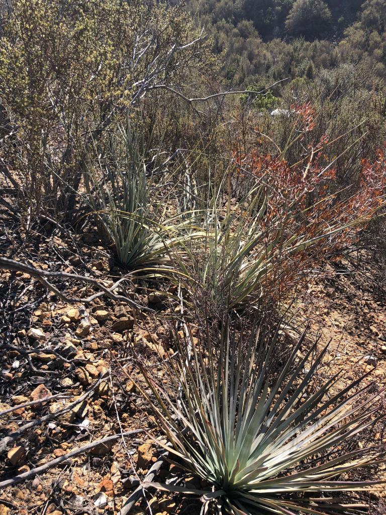 Yucca in the foreground with two nolina plants behind it… the similar growth form makes it difficult to tell them apart from the road, although the coloring and stiff leaves of the yucca make it obvious when you get closer.