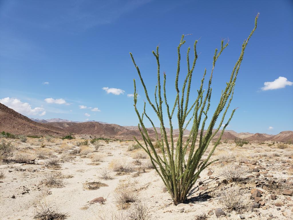 An ocotillo on the west side of the Yuha Desert greening up after a summer storm.