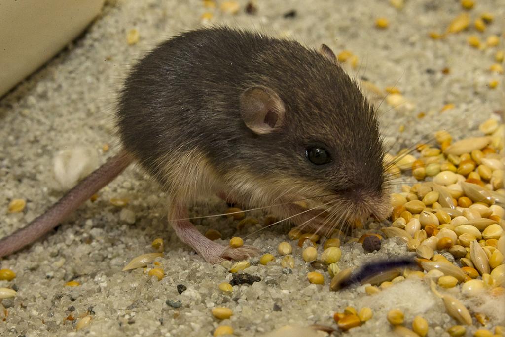 In addition to their "cute factor," Pacific pocket mice play a crucial role in their habitat as seed dispersers and soil aerators.