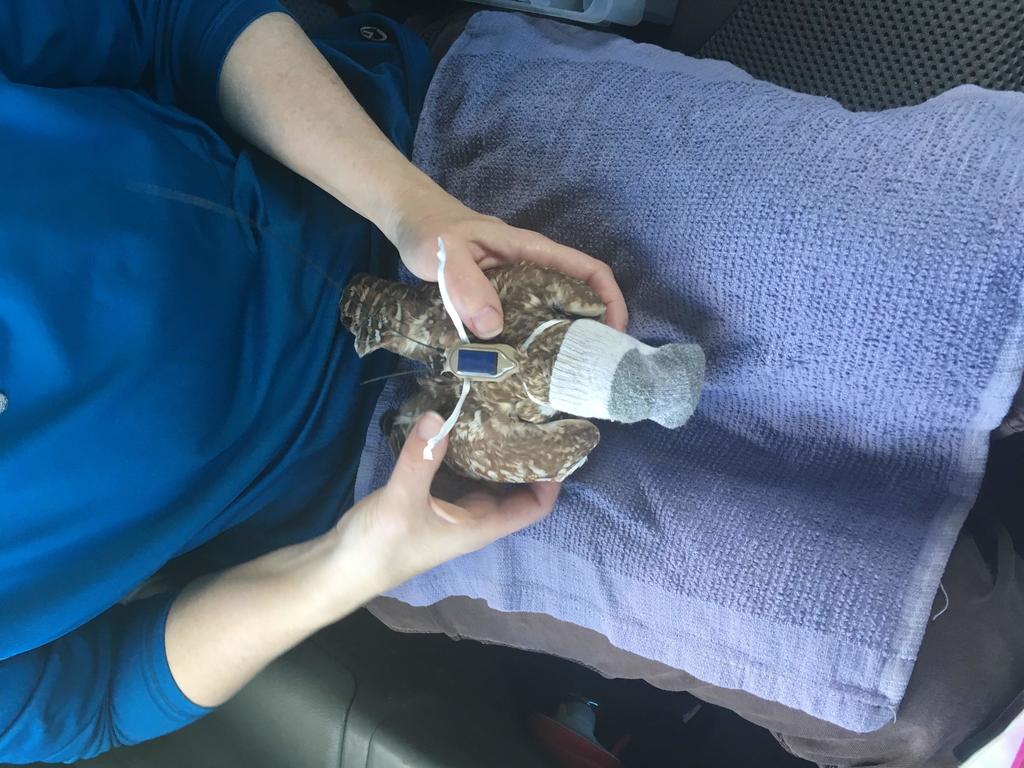 Fitting a backpack on a burrowing owl. The small sock over the owl’s head is used to keep it calm and relaxed.