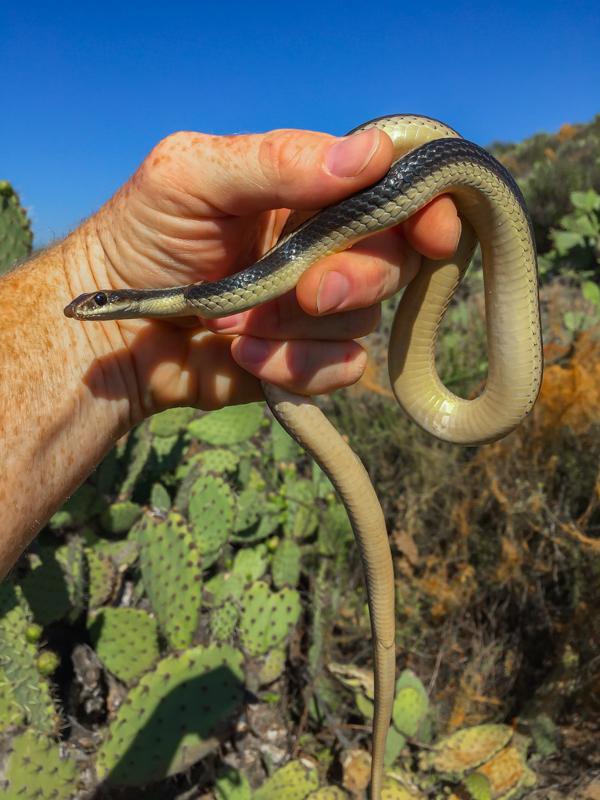 A nice “recap” female Patch-nosed snake.