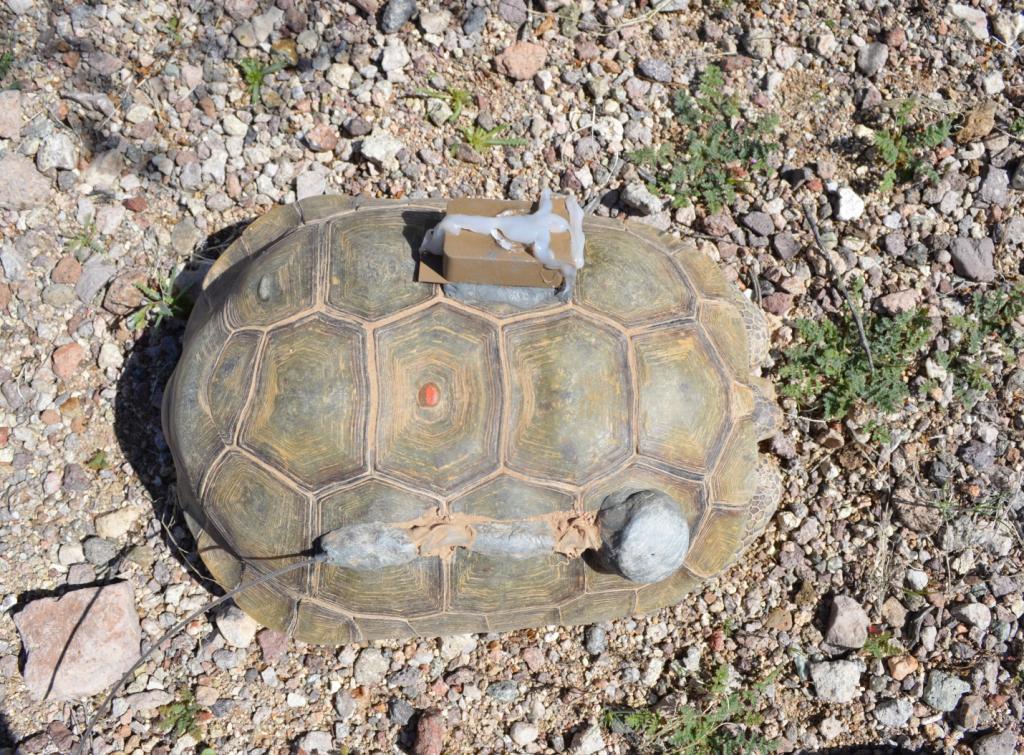 Translocated desert tortoise with two pieces of equipment affixed to its shell:  radio transmitter on the bottom and data logger on the top. Photo by J. Perry