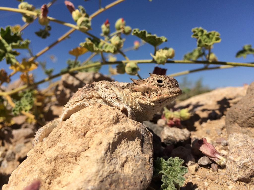 The majestic and cryptic desert horned lizard. Photo by Melia Nafus.