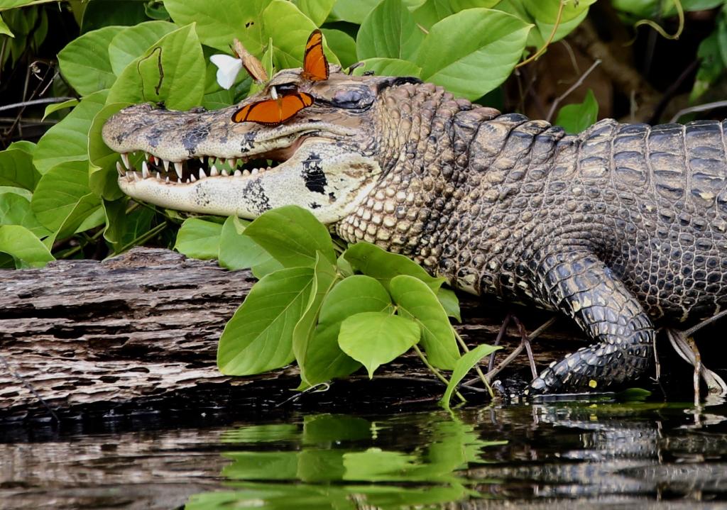 A black caiman proves a safe place for butterflies to alight.