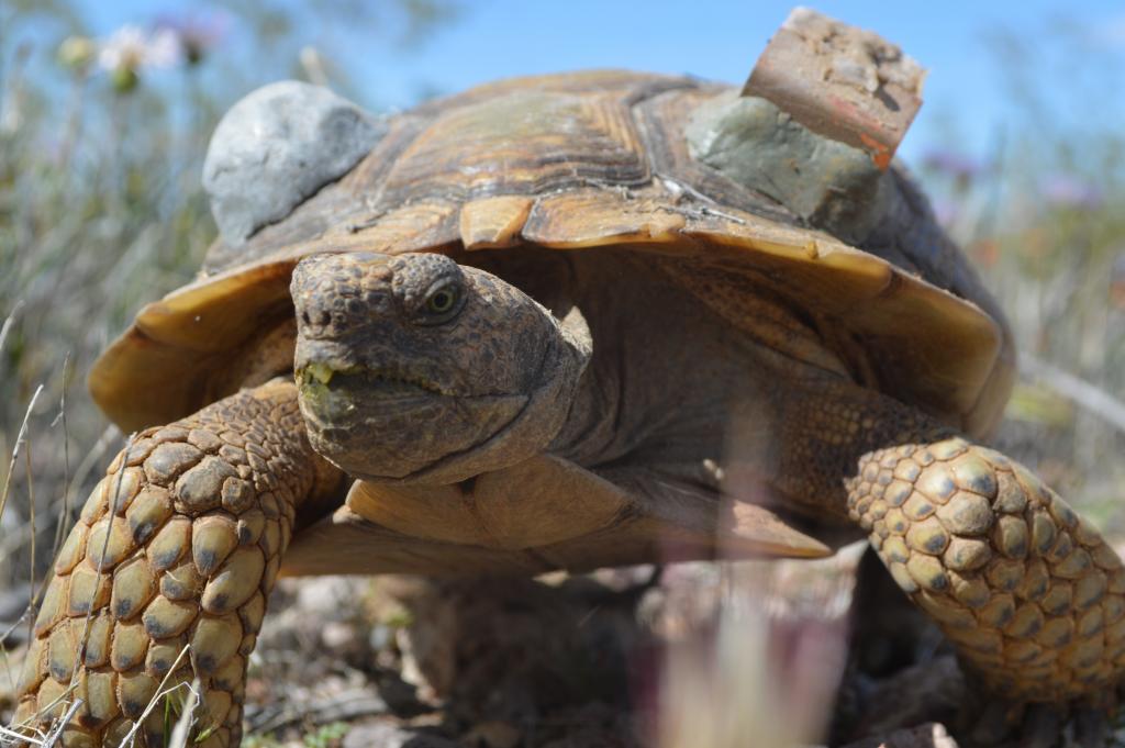 A desert tortoise approaches my camera with curiosity.