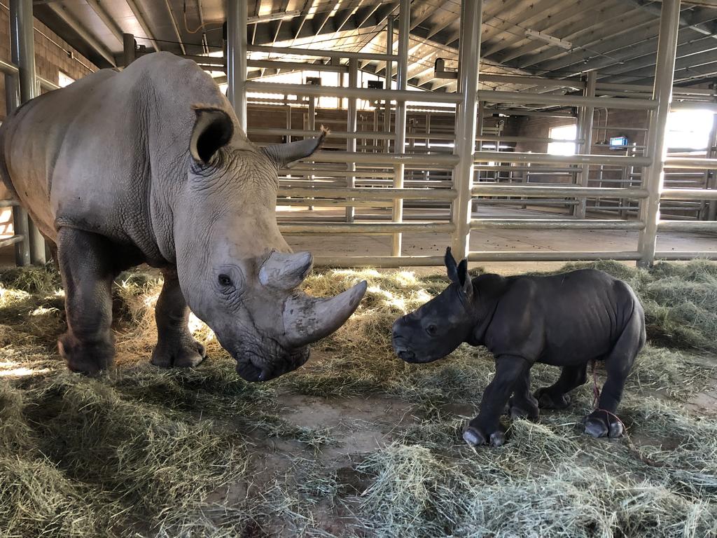 Victoria with her calf Edward. Photo courtesy of RRC keepers. 