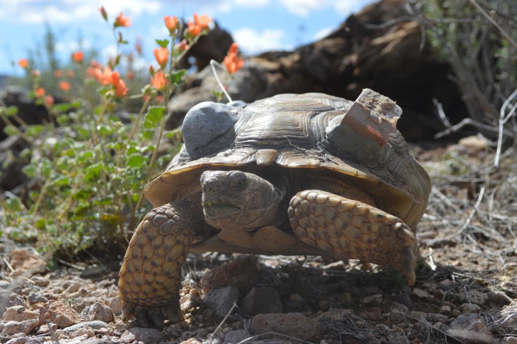 The radio transmitter is placed on the left and the GPS logger on the right on this female tortoise enjoying some beautiful spring flowers.