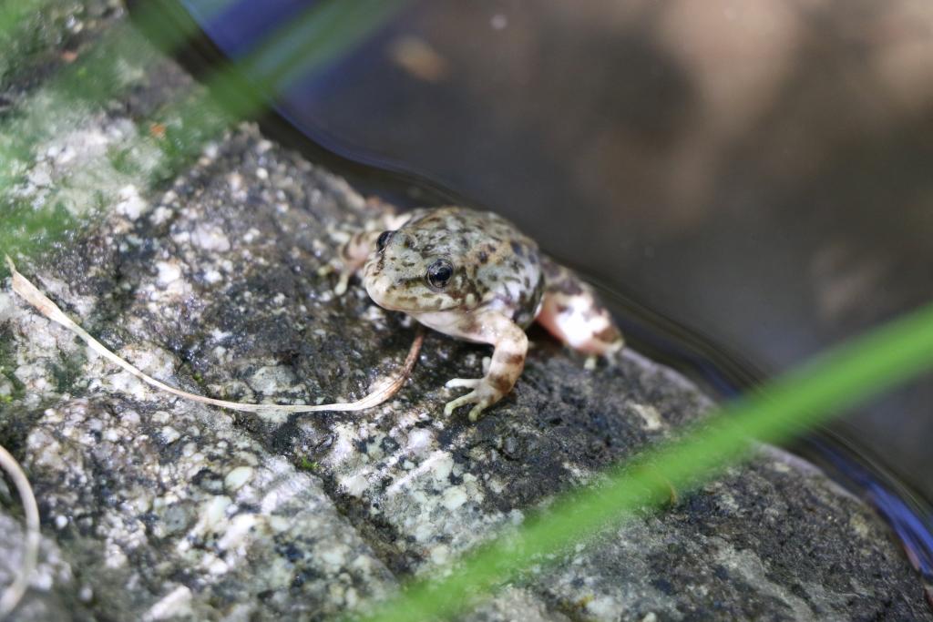 Mountain yellow-legged frogs are lovely little amphibians. Basking in the sun is a favorite activity.