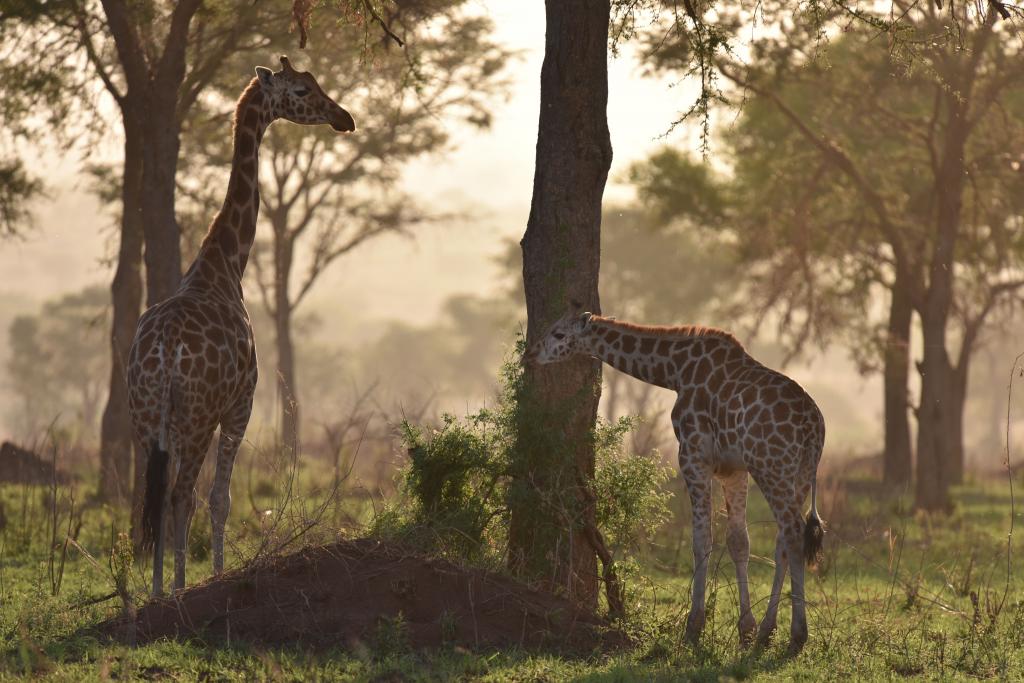 A female and a calf in Kidepo Valley National Park, Uganda.