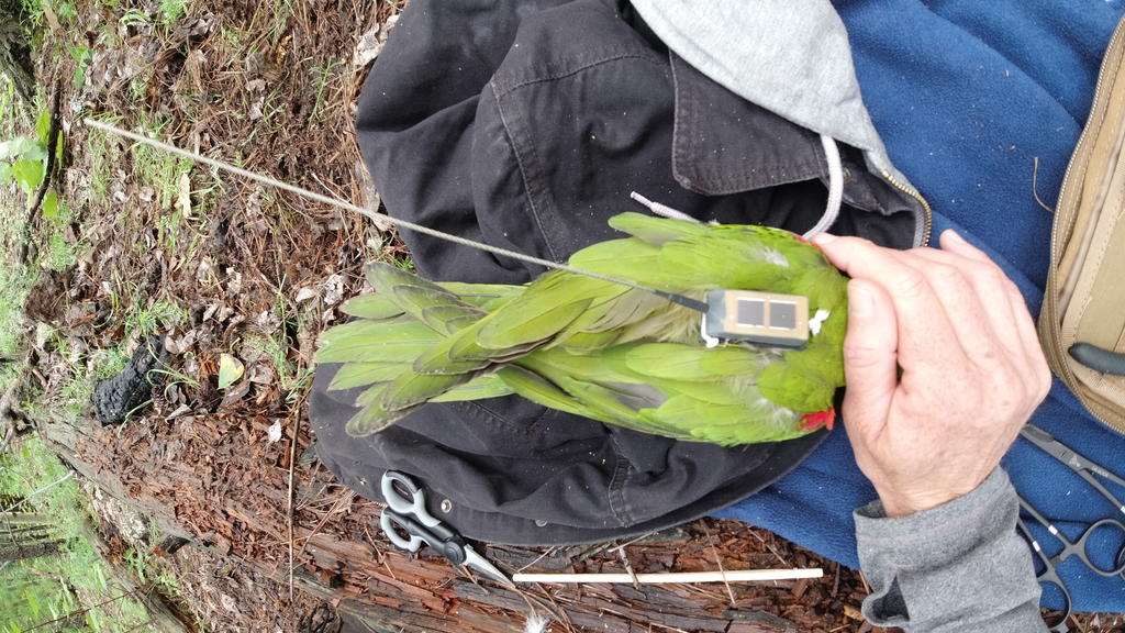 A transmitter carefully attached to the thick-billed parrot.