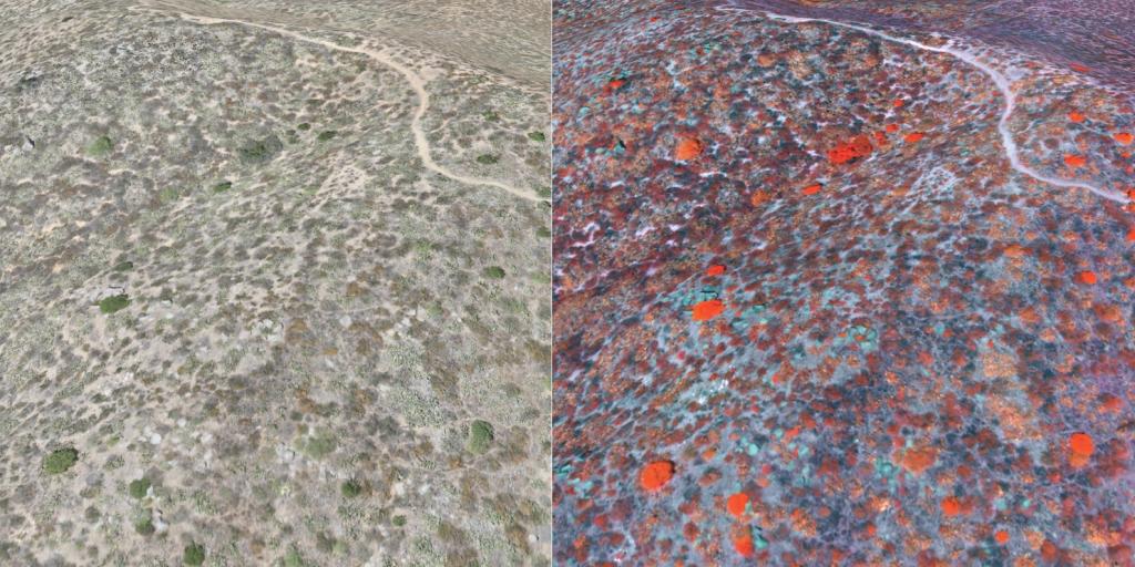 A 3D comparison section of the Reserve mapped using visual RGB (LEFT) and the chlorophyll content of the vegetation which is greatest when the plants are colored red (RIGHT)..
