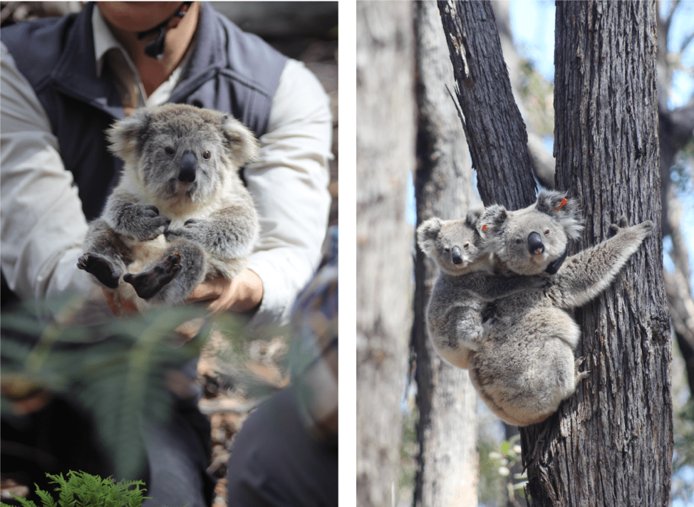 Koala being held by S4W team member (left), koala and her joey (right) (Image credit: Amy Davis)