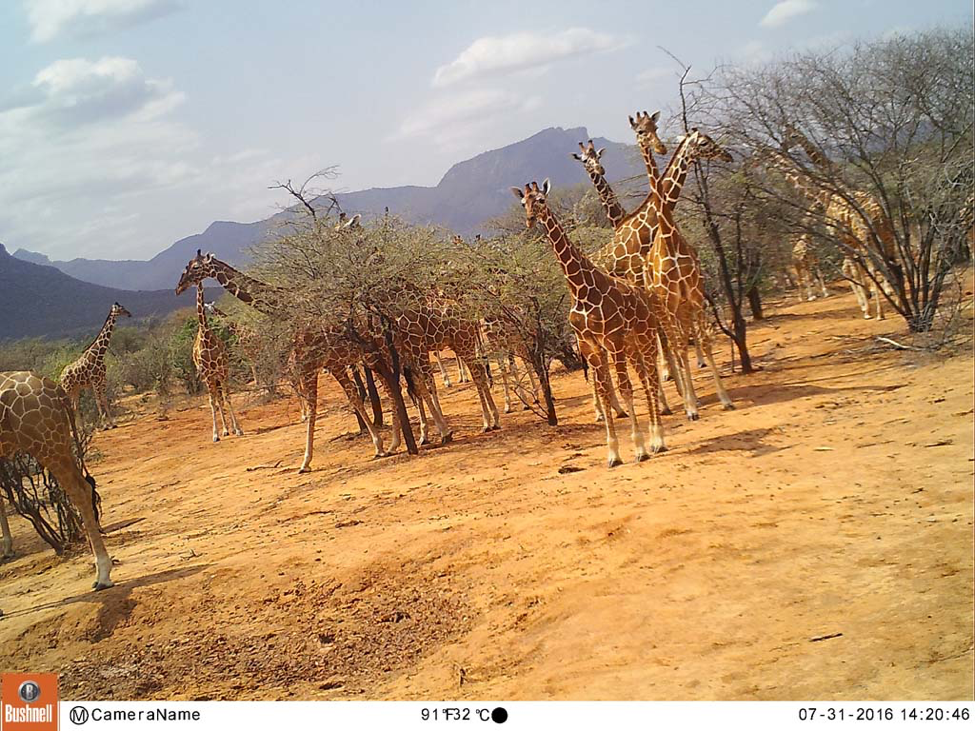 This field camera image is from camera N27 in a “hot spot” zone within Namunyak Wildlife Conservancy. From the photo monitoring heat map above, we can pull images from the field cameras within those hot spots to see if we are seeing high volumes of giraffes on our cameras as our team is seeing in person.