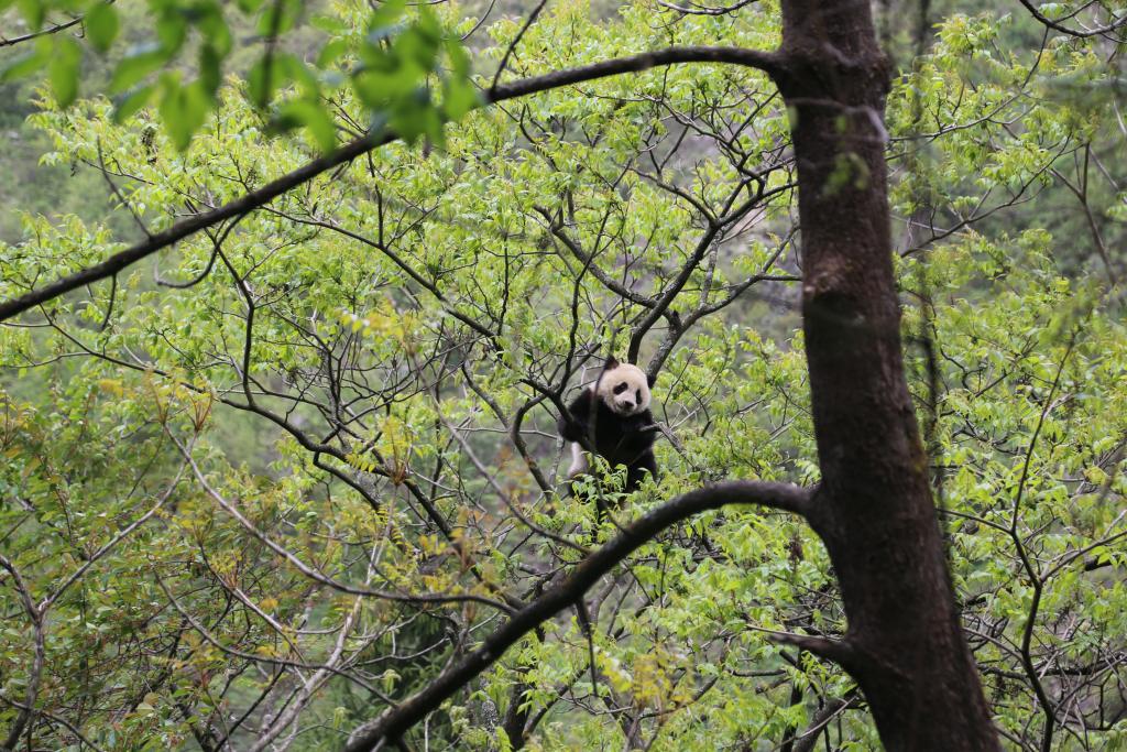 Preparing for release. A young panda destined for reintroduction enjoys hanging out in the trees in his large reintroduction training pen at Wolong's Hetauping reintroduction training facility.