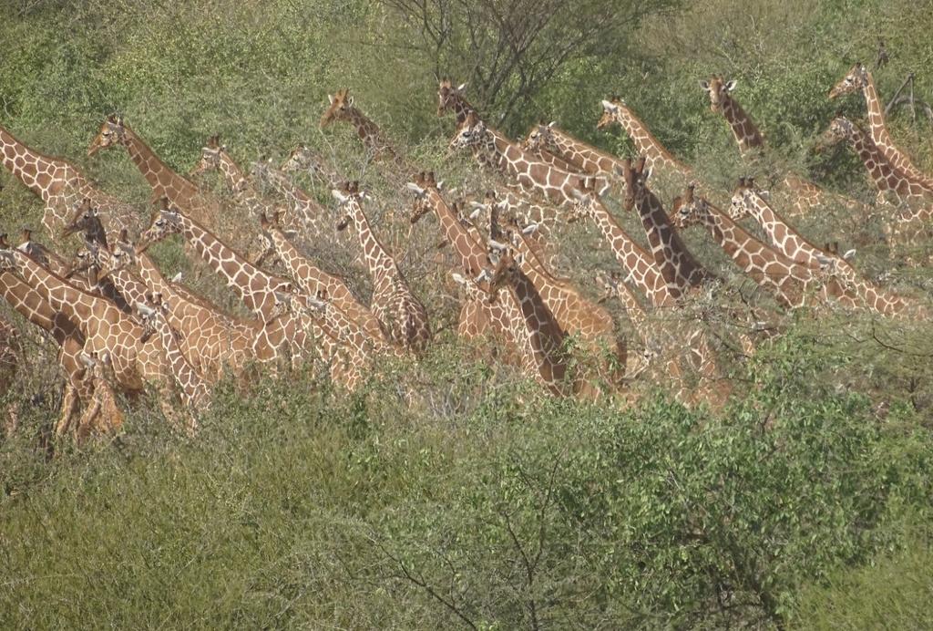 A large tower of giraffe observed by the Twiga Walinzi in early March, before Covid-19 sent us home indefinitely.