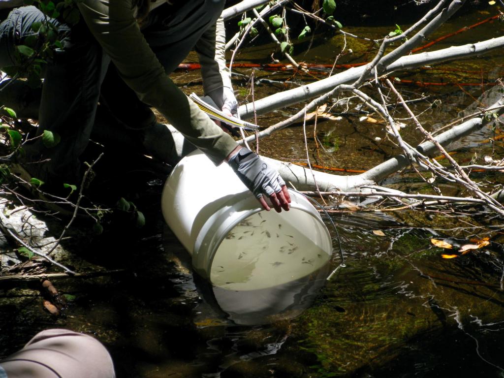 The mountain yellow-legged frog tadpoles are released!