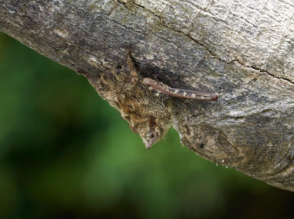 Rhynchonycteris naso: This small proboscis bat lives in colonies of around 10 or 15 individuals, forming a chain of individuals, nose to tail, under wooden beams or branches. Photo credit Jessica Groenendijk