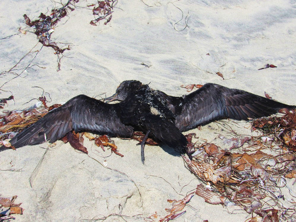 Many seabirds and sea mammals die each year from the toxic effects of harmful algal blooms. (Sooty Shearwater; photo by M. L. Post)