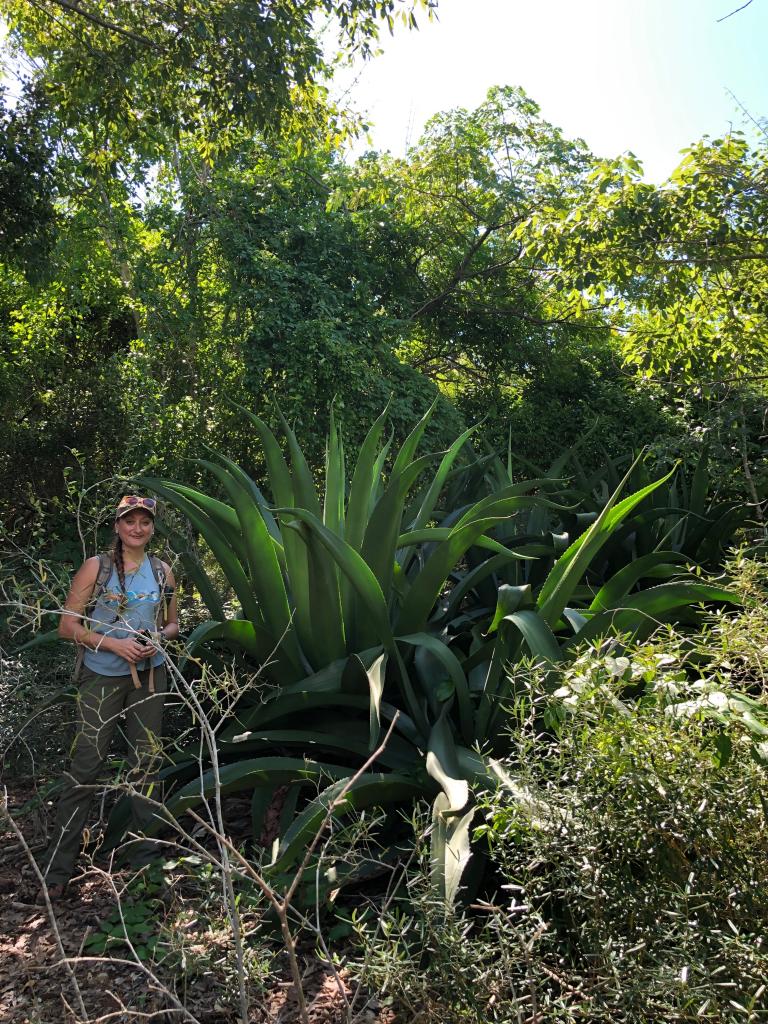 Dr. Stesha Pasachnik, conservation biologist at the Fort Worth Zoo (formerly a SDZG-ICR post-doctoral fellow), on Great Goat Island.  Photo by Tandora Grant.