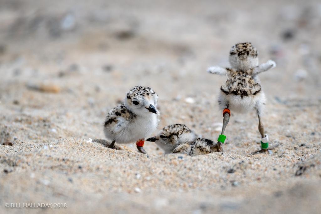 The Terns and Plovers team also collaborates with sites in Orange County, such as helping to band these plover chicks at Huntington State Beach, from the third plover nest at this site in recent times. (Photo by William Halladay, 2018).