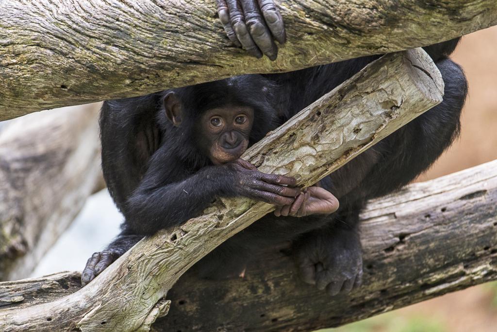 Bonobos are curious, complex, long-lived great apes... a lot like humans.