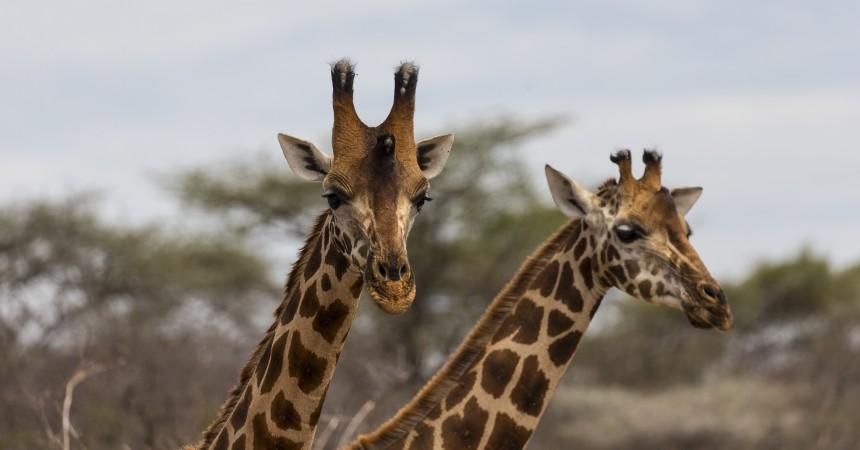 We have taken action with our collaborators and have begun a community-involved giraffe conservation initiative in the vast northern Kenyan rangelands, the last strongholds of the reticulated giraffe (which you can visit at the San Diego Zoo Safari Park).