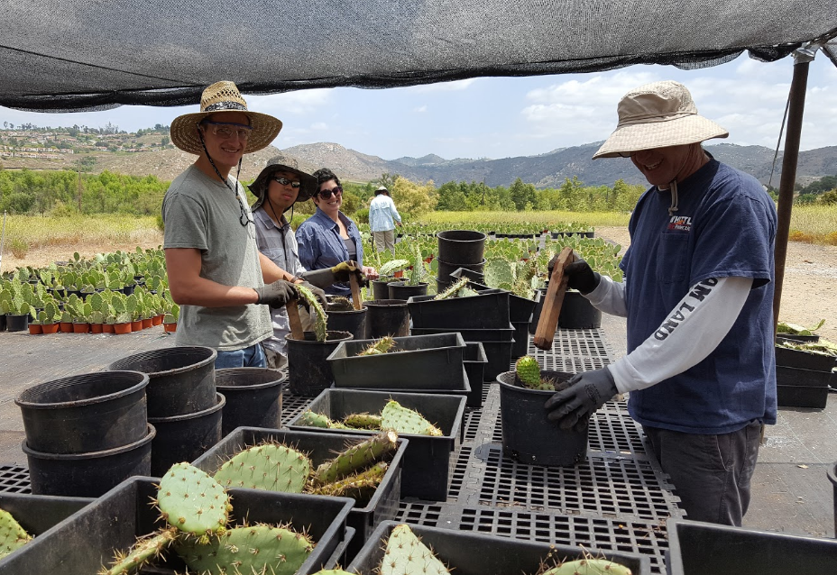 Teachers from Challenger Middle School helping propagate 4,000 cactus plants in our cactus nursery Photo by Jodi Takei-Peterie.