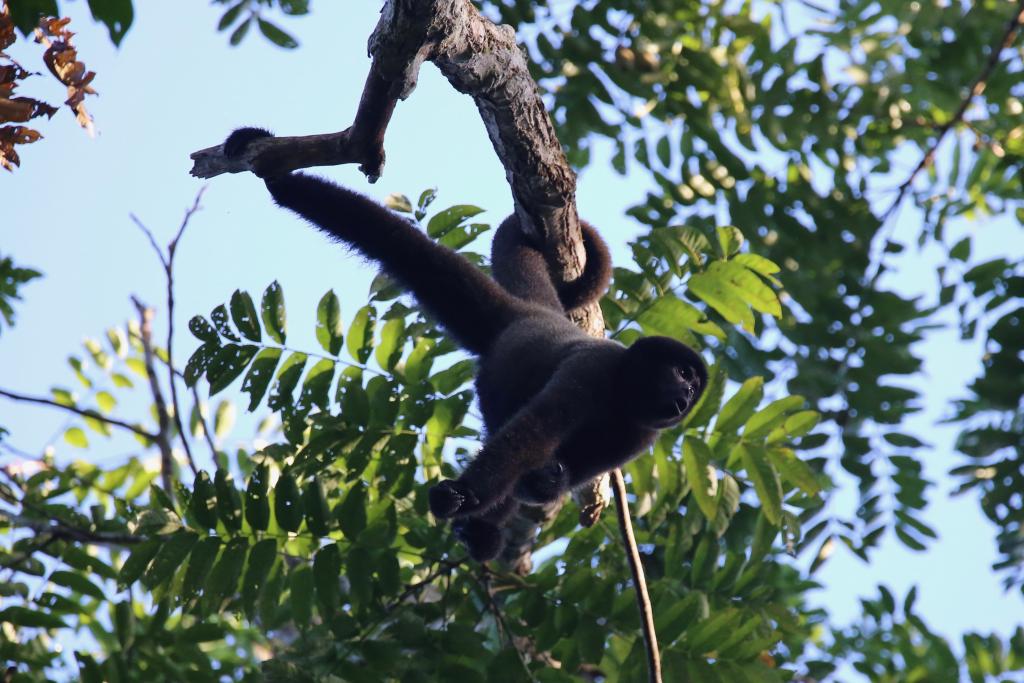 The woolly monkey, the main subject of Nicole's study.