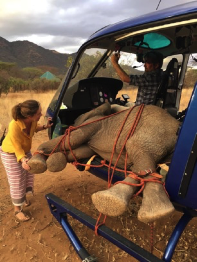 The orphaned elephant calf was rushed to the sanctuary by helicopter.