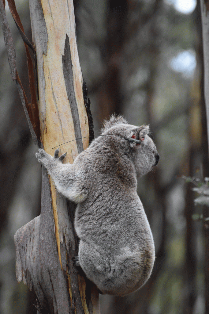 View of koala ear tag with VHF device.