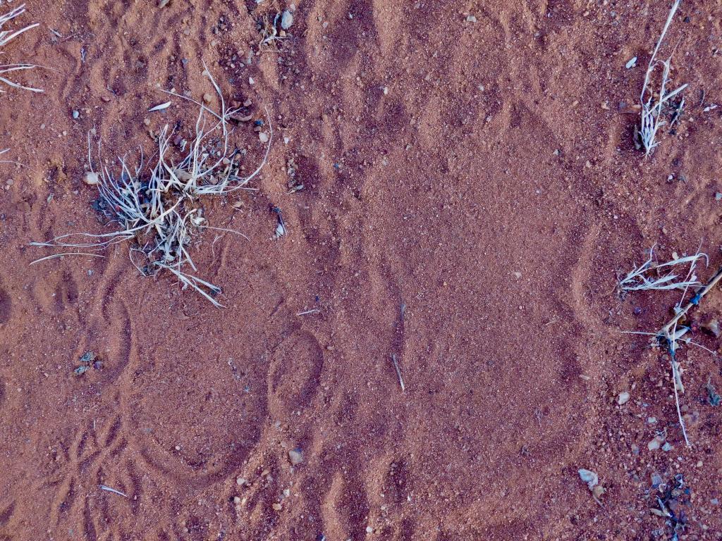Nteekew and her mother’s Nandugu tracks in the sand.
