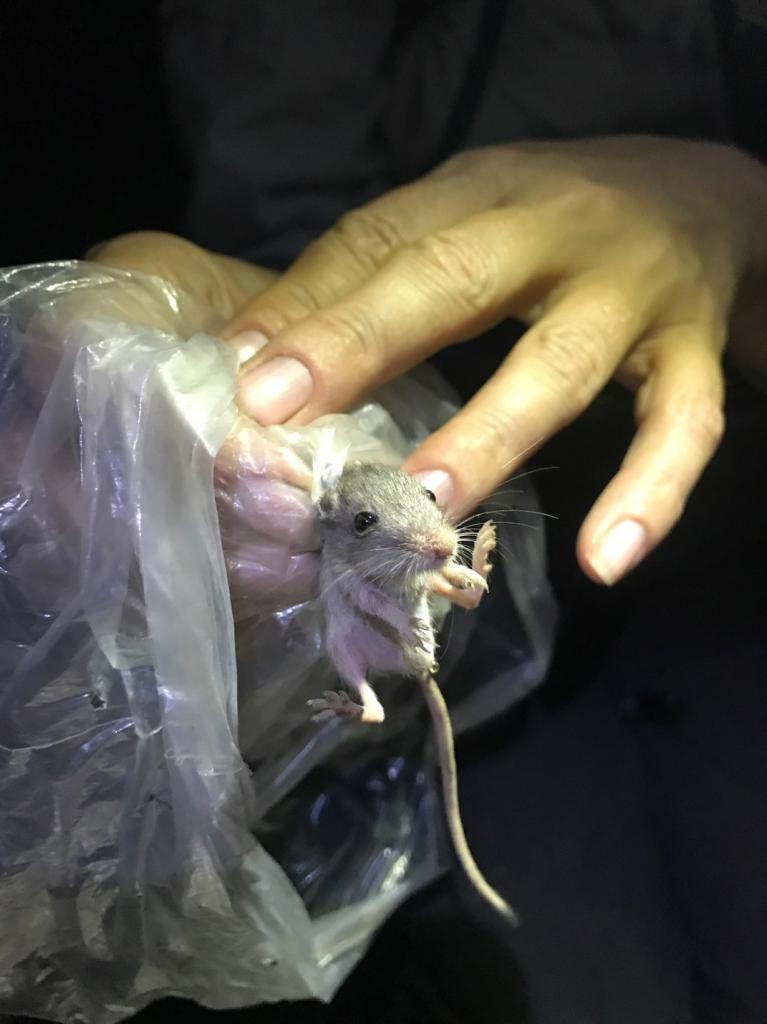 Young of year (YOY) Pacific pocket mouse trapped in August 2017; proof that the May- and June-released PPM are reproducing. (Photo: Daria Clark)