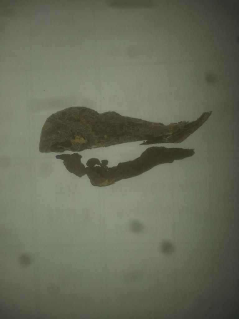 Dried bear gallbladder used by a family in Stung Treng, northeast Cambodia. (picture: Thona Lim, SDZG &amp; FTB).