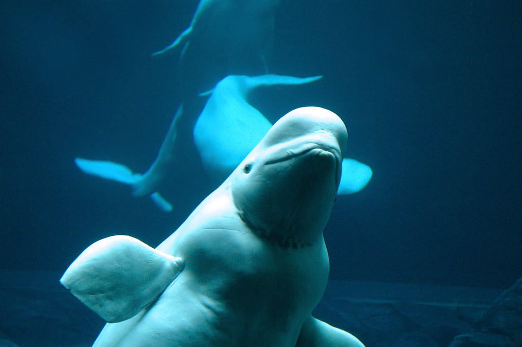 Beluga whales in the St. Lawrence river estuary (Canada) have shorter life spans than other populations possibly due to high prevalence of cancer. 