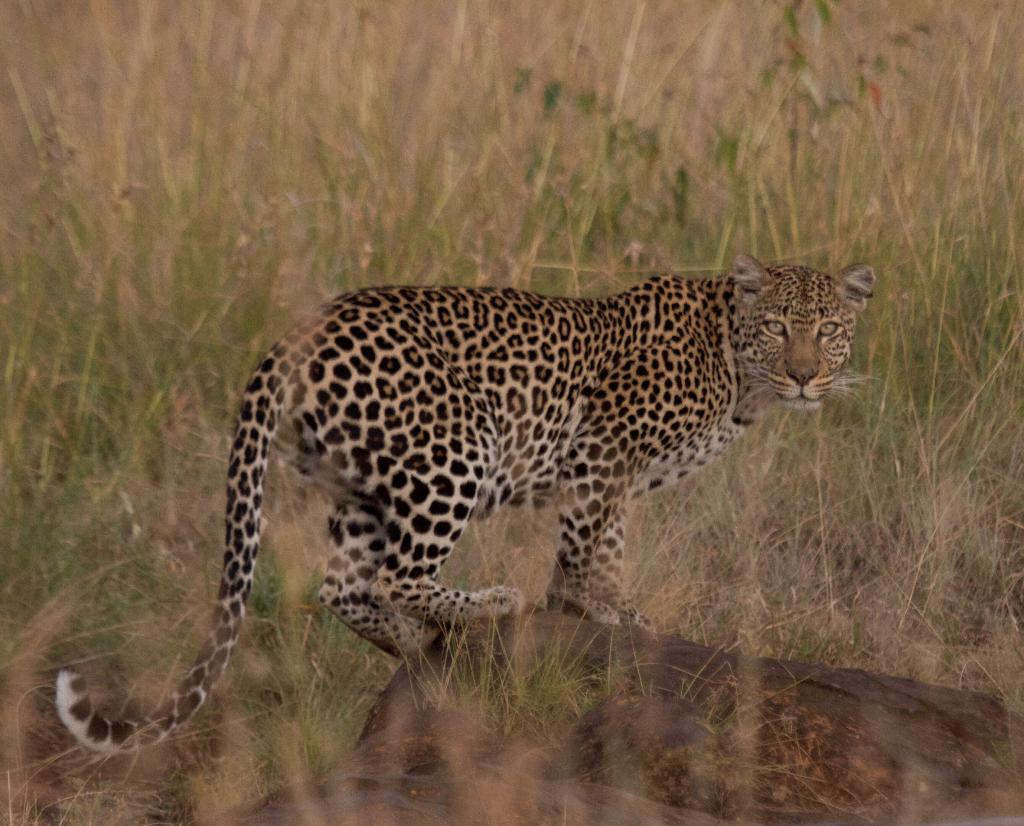 An adult female leopard stares back toward Loisaba Tented Camp where guests stay. Photo opportunities such as these can aid in identifying and tracking the Conservancy’s leopards, while providing opportunities for citizen science.  © Dale Scott