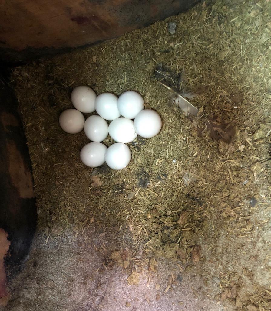 Eight viable eggs and one "dummy egg" keep the burrowing owl parents busy.