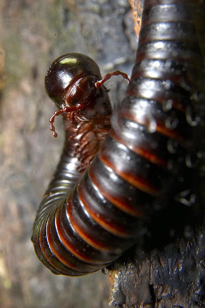 The giant African millipede can measure up to 12 inches long.