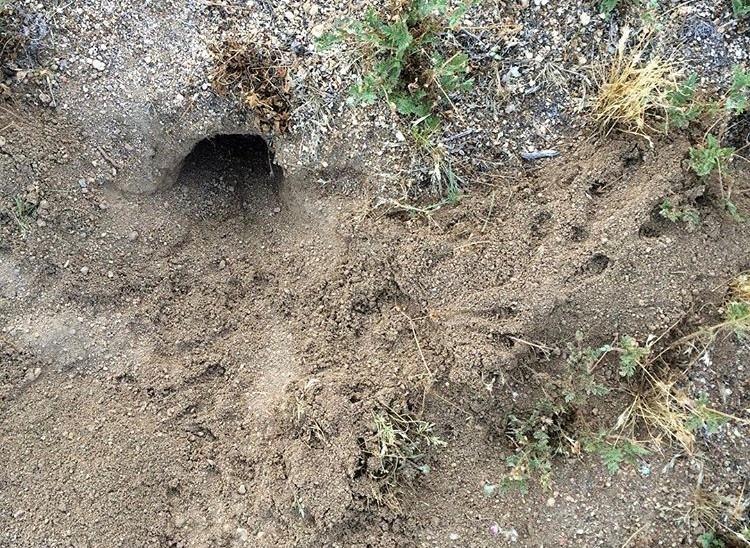 Kangaroo rat burrow and tracks.