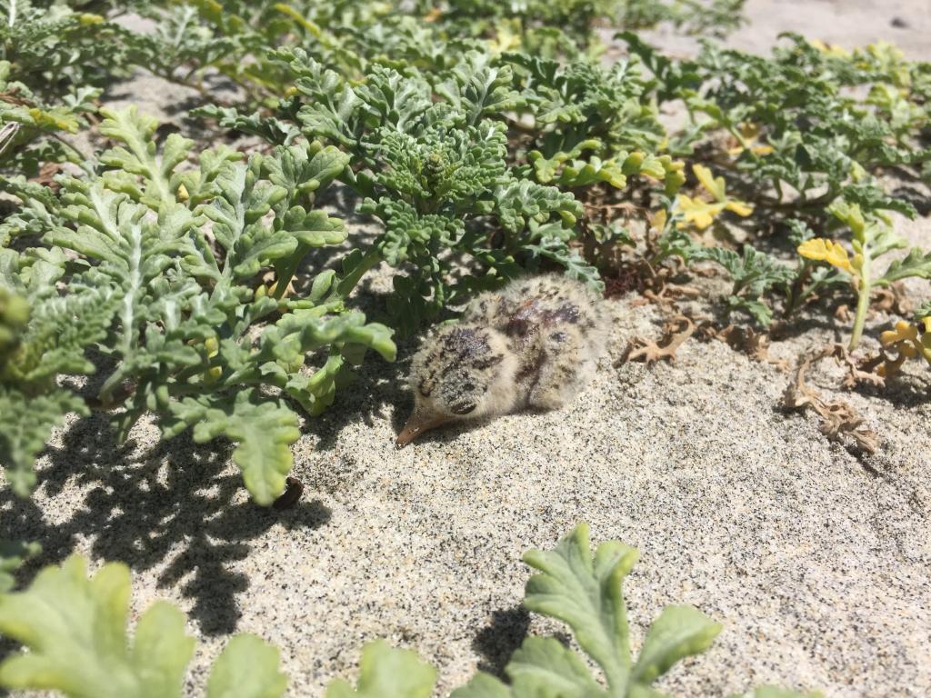 A least tern chick "hiding" in the sand. Photo by Travis Wooten, SDZG at Marine Corps Base Camp Pendleton.