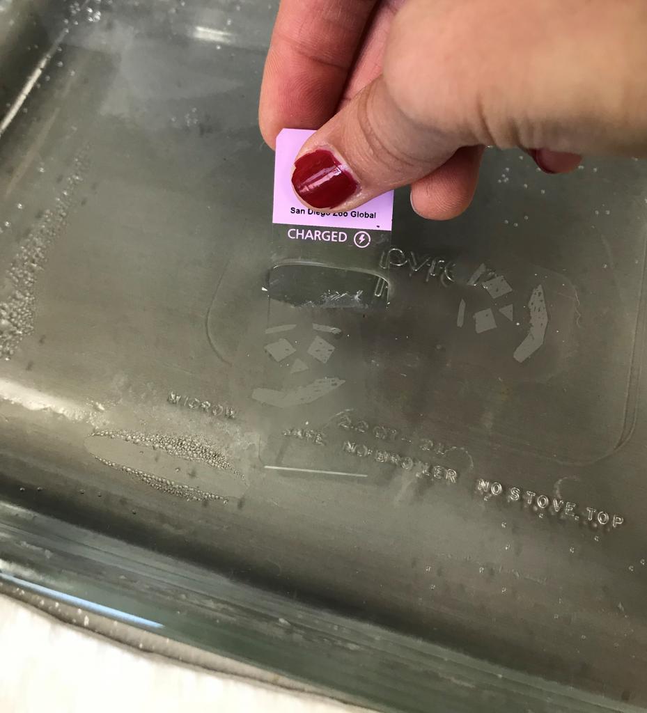 Thin tissue ribbon being floated in a warm water bath and picked up by a glass slide. 