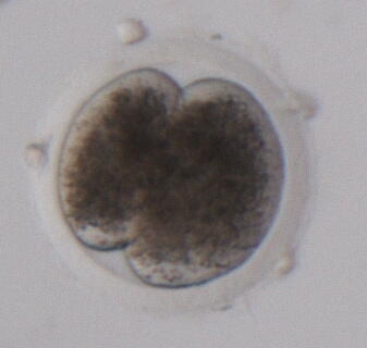 Mule deer 2-cell embryo. Following fertilization, cleavage (cell division) is the first step in embryo formation. The cells will continue to divide as the embryo develops. The time from this initial cleavage to blastocyst can take 5 to 11 days, depending on the species. 