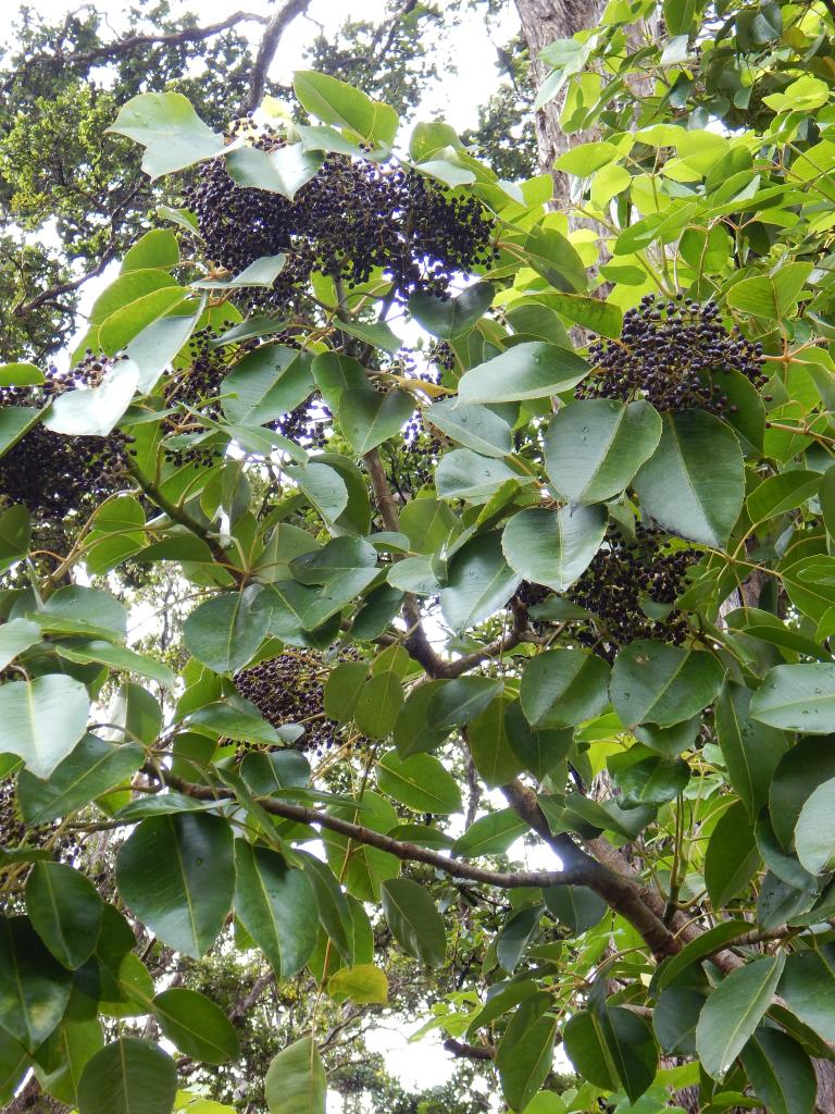 The ‘ōlapa berries turn a dark purple almost black in color when they are ripe.