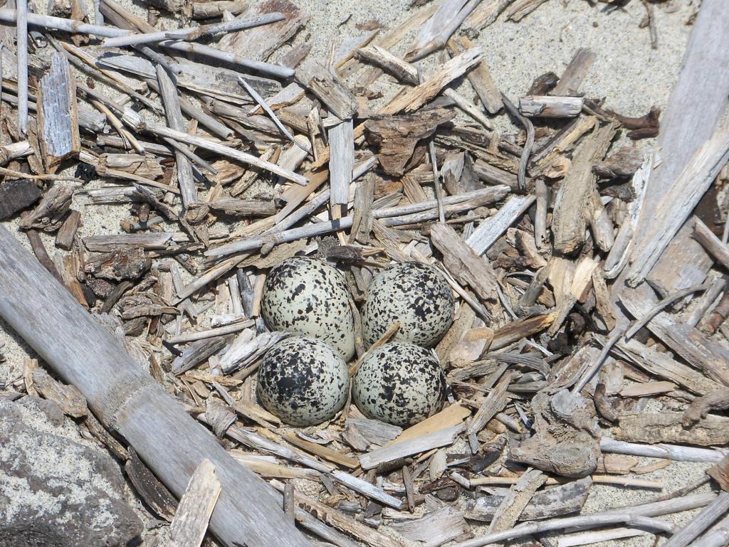 Killdeer nest with the typical clutch size: four eggs (Photo by: Rossy Mendez, 2007, courtesy of Naval Base Coronado)