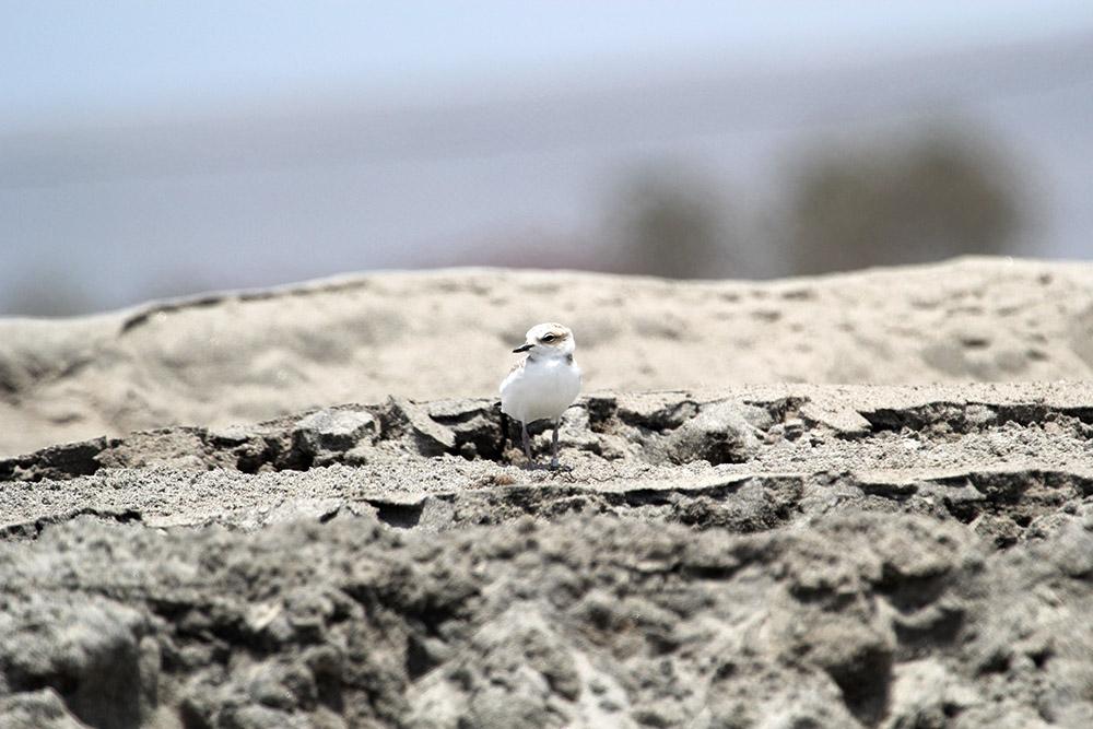 Western snowy plover chick.  (Photo: Travis Wooten, San Diego Zoo Global on MCB Camp Pendleton)