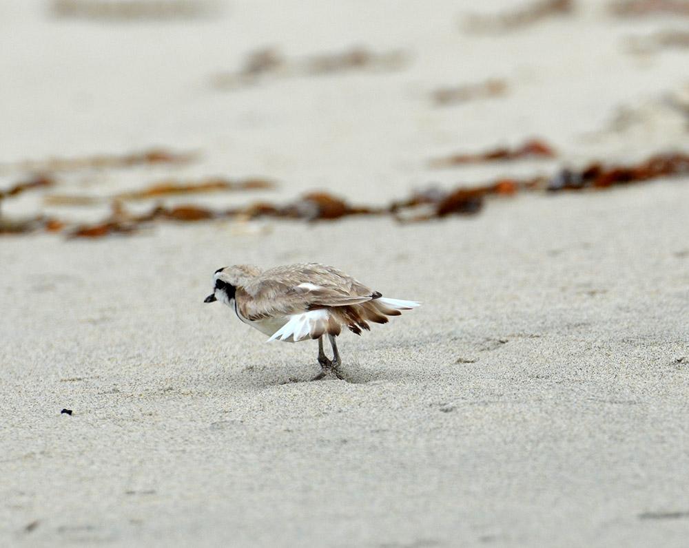 This male plover is doing his best to distract the researchers away from his offspring. Photo by Emily Rice, SDZG on MCB Camp Pendleton