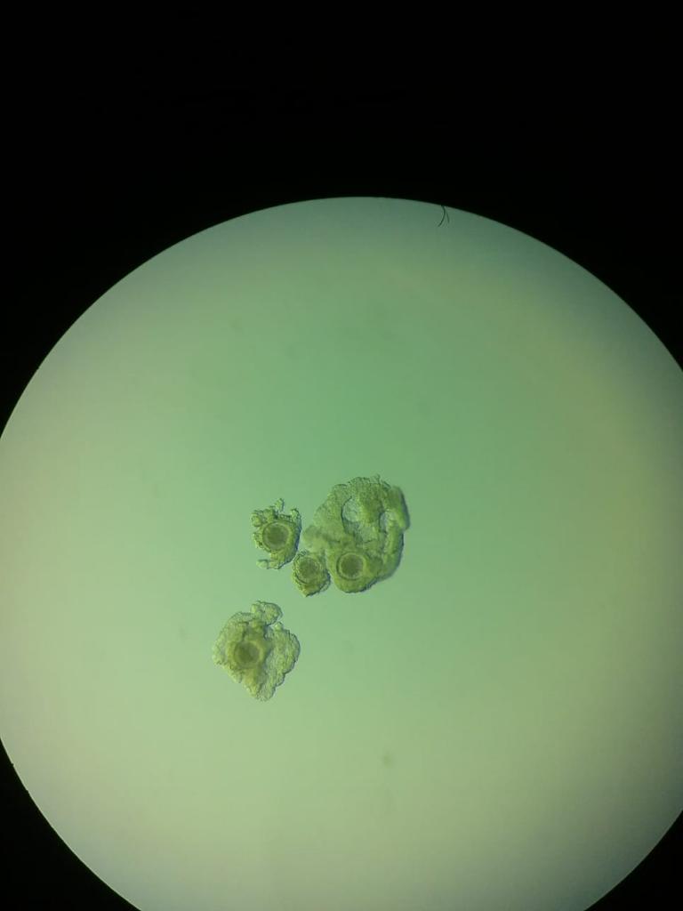 Rhino oocytes collected in South Africa.