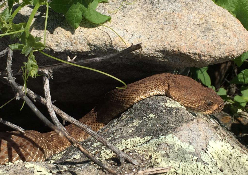 A female Red-diamond rattlesnake at the edge of her den.