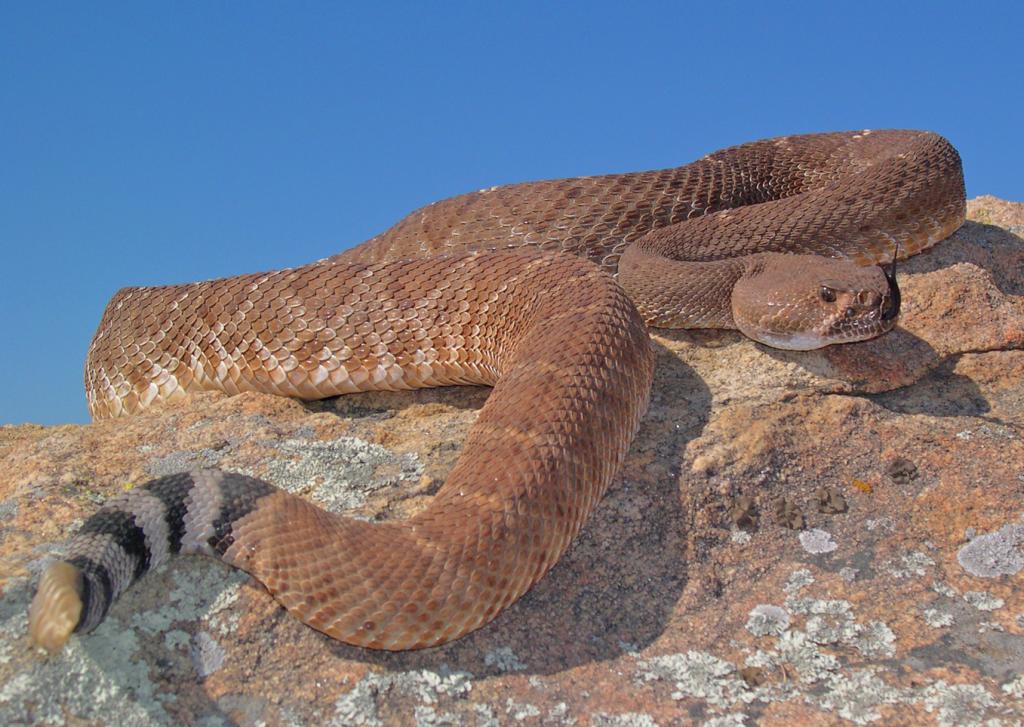 The red diamond rattlesnake (Crotalus ruber) is a protected species. They have a calm demeanor for a rattle snake, and if encountered, they should be left alone to wander off into the brush.