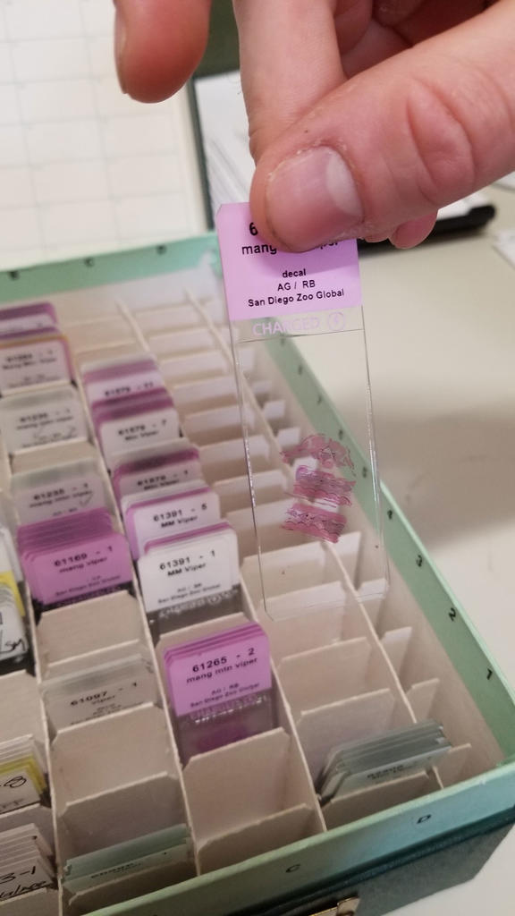 A box full of tissue slides to be viewed under a microscope