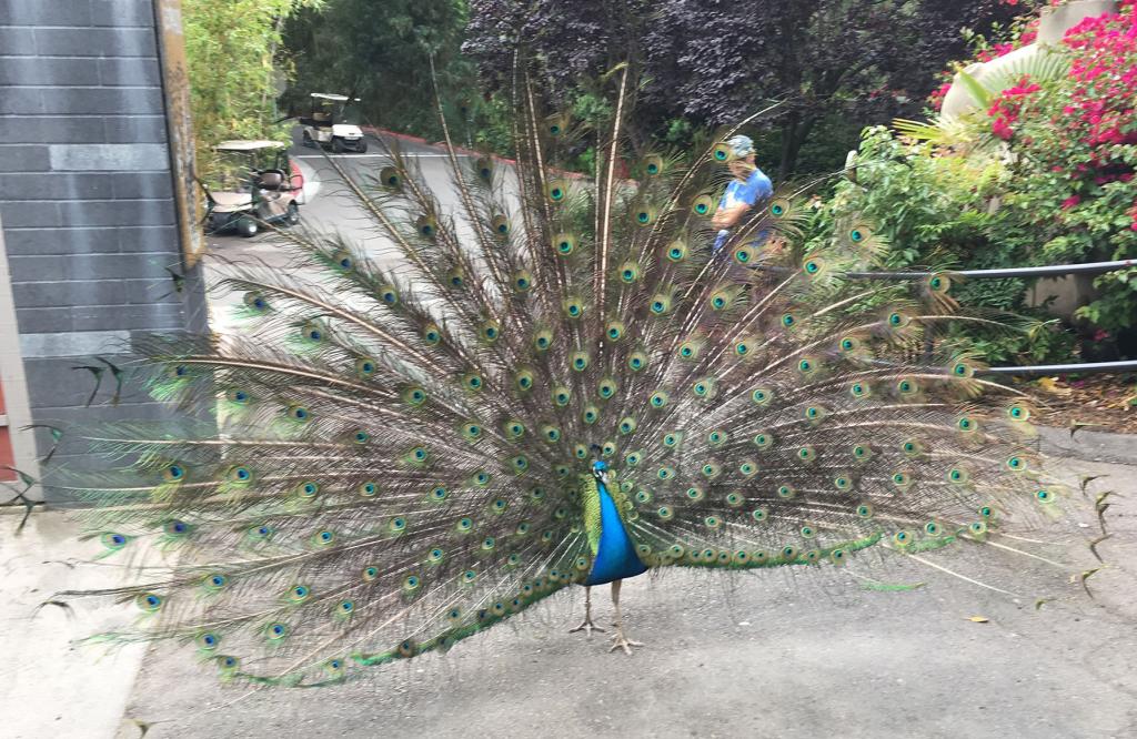 Free-roaming birds are a biosecurity concern, but we have plans to round up all of the peafowl and place them in biosecure holding areas if the threat level for Newcastle Disease increases.